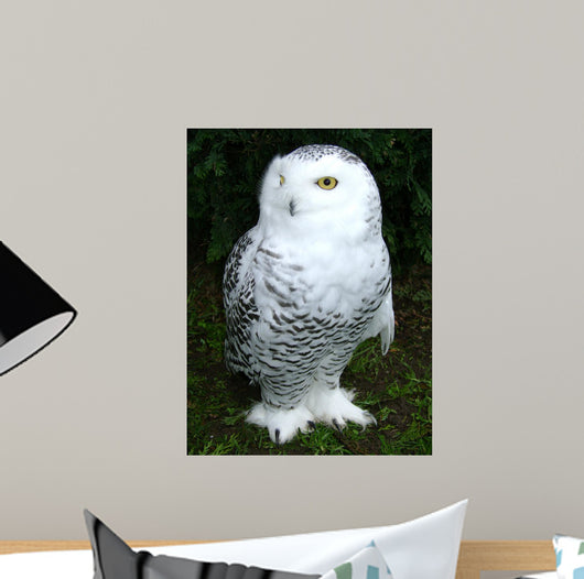 Snowy Owl Wall Decal