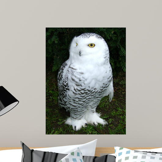 Snowy Owl Wall Decal