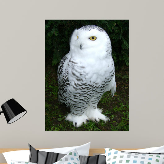 Snowy Owl Wall Decal