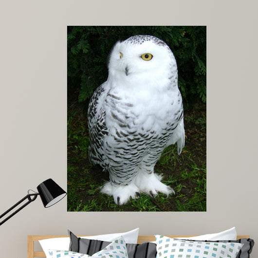 Snowy Owl Wall Decal