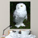 Snowy Owl Wall Decal
