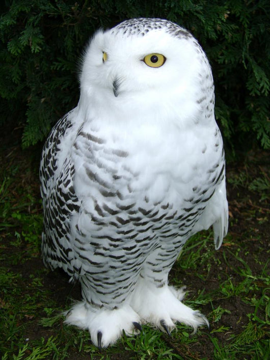 Snowy Owl Wall Decal