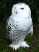 Snowy Owl Wall Decal