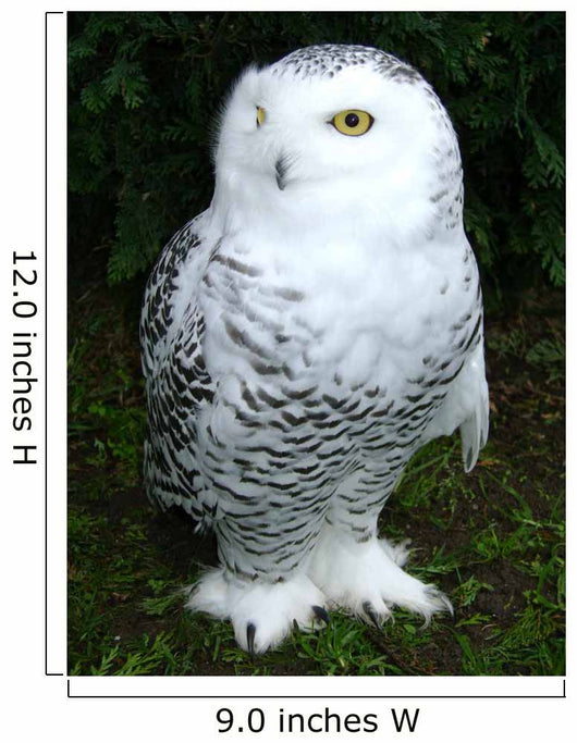Snowy Owl Wall Decal