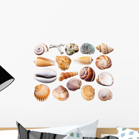 Various Mollusk Sea Shells Wall Decal Sticker Set