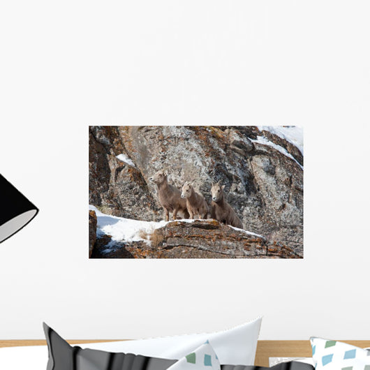Baby Bighorn Sheep Rock Wall Decal