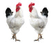 Two White Cocks Wall Decal
