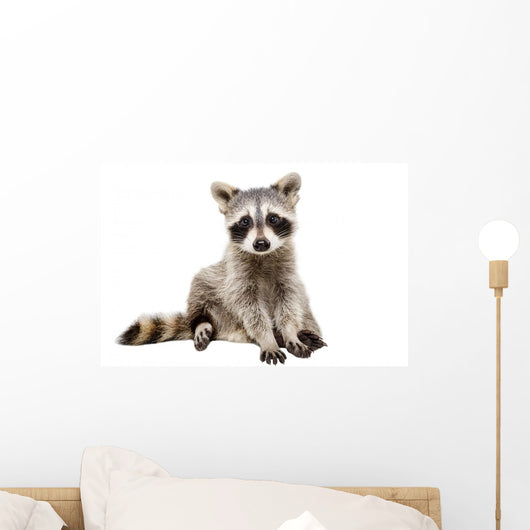 Adorable Baby Raccoon Wall Decal