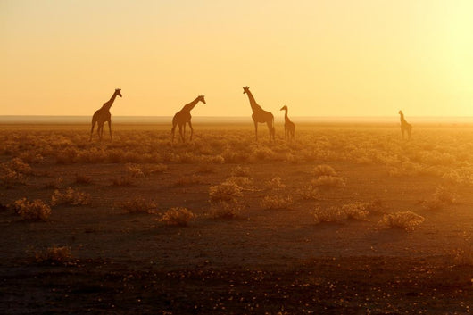 Herd Giraffes Sunrise Wall Decal Design 2