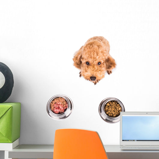 Poodle Dog Choosing between Wall Stickers Wall Decal