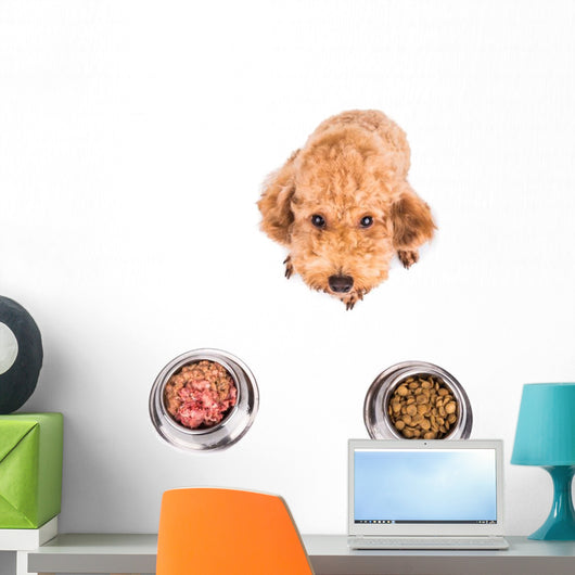 Poodle Dog Choosing between Wall Stickers Wall Decal