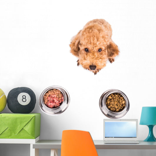 Poodle Dog Choosing between Wall Stickers Wall Decal