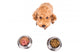 Poodle Dog Choosing between Wall Stickers Wall Decal