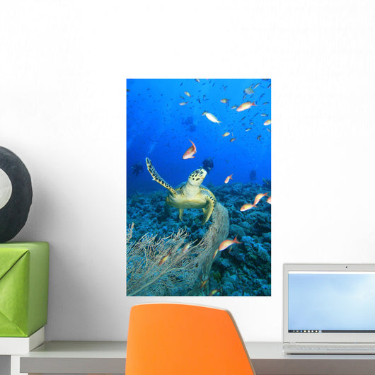 Hawksbill Sea Turtle and Wall Decal