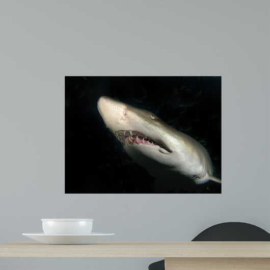 Sand Tiger Shark Wall Decal