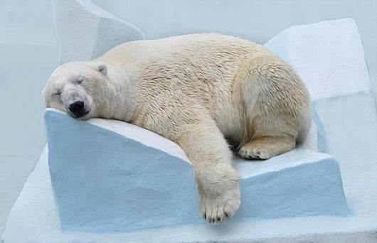 Sleepy Polar Bear Wall Decal