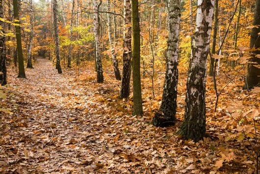 Leafy Forest Path Wall Decal