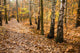 Leafy Forest Path Wall Decal