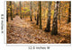 Leafy Forest Path Wall Decal