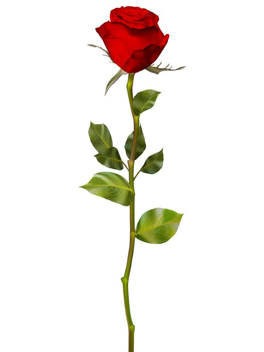 Red Rose White Eps Wall Decal