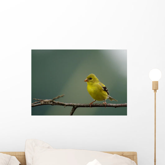 Goldfinch American Wall Mural
