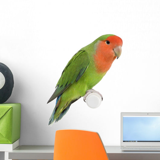 Peach-faced Lovebird Wall Decal
