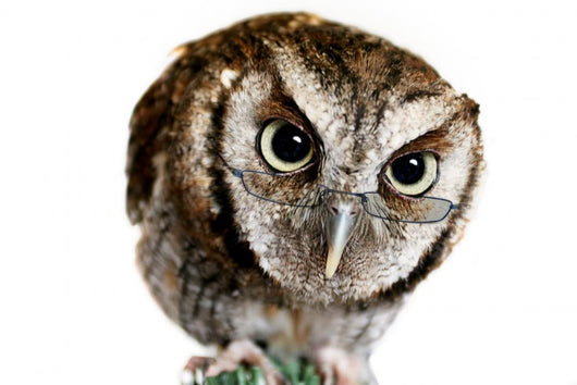 Wise Owl Wearing Glasses Wall Decal