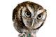 Wise Owl Wearing Glasses Wall Decal
