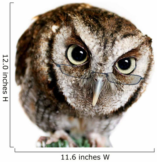 Wise Owl Wearing Glasses Wall Decal