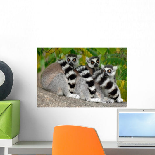 Three Lemurs Wall Decal