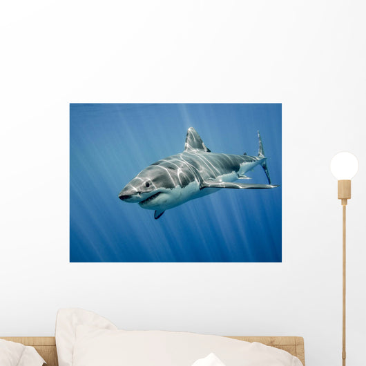 Great White Shark and Wall Decal