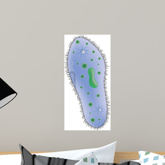 Illustration Paramecium Single Celled Wall Decal