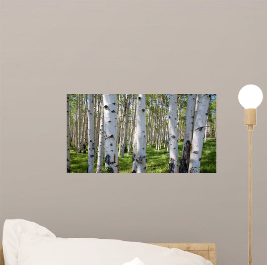 Birch Forest Panorama Wall Decal
