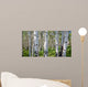 Birch Forest Panorama Wall Decal