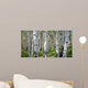 Birch Forest Panorama Wall Decal