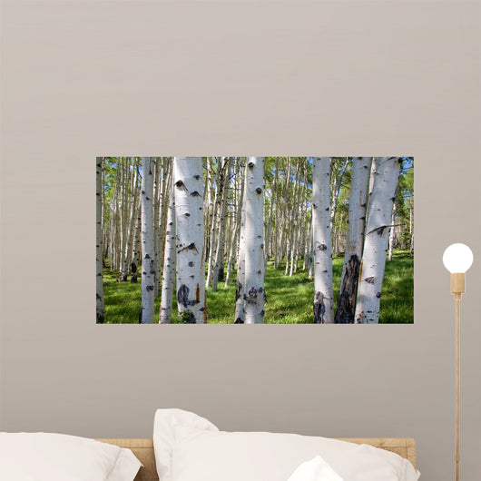 Birch Forest Panorama Wall Decal