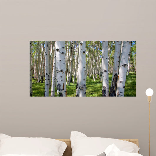 Birch Forest Panorama Wall Decal