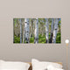 Birch Forest Panorama Wall Decal