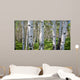 Birch Forest Panorama Wall Decal