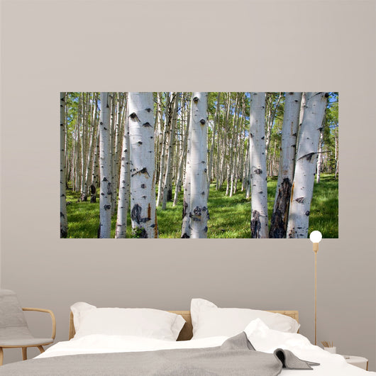 Birch Forest Panorama Wall Decal