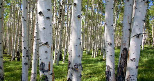 Birch Forest Panorama Wall Decal