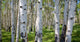 Birch Forest Panorama Wall Decal