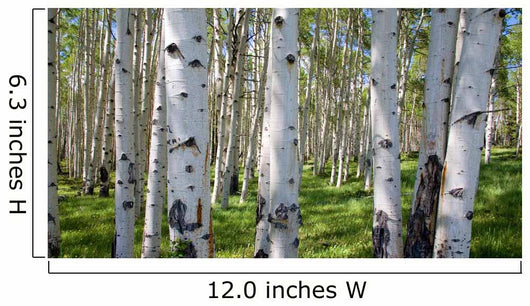 Birch Forest Panorama Wall Decal