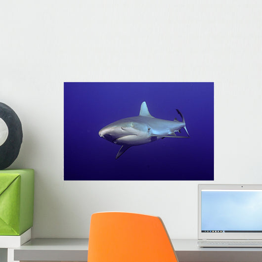 Grey Shark Wall Decal