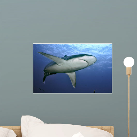 Slivertip Shark Wall Decal Design 2