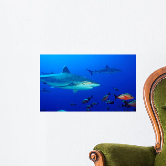 Slivertip Shark Wall Decal Design 1