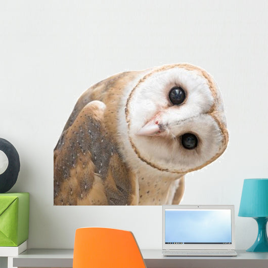Curious Barn Owl Wall Decal