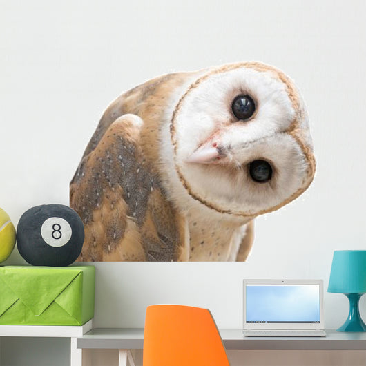 Curious Barn Owl Wall Decal