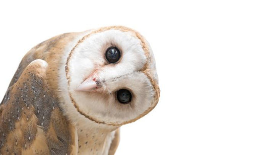 Curious Barn Owl Wall Decal