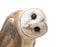 Curious Barn Owl Wall Decal